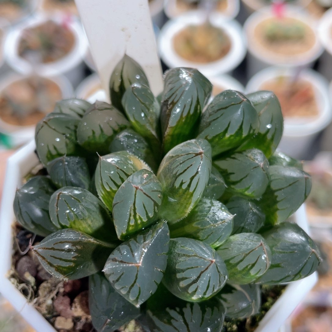 100水晶灯玉露。