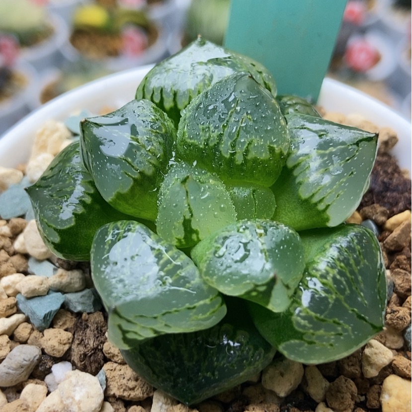 【闪购商品】口**妹实生裏杂4