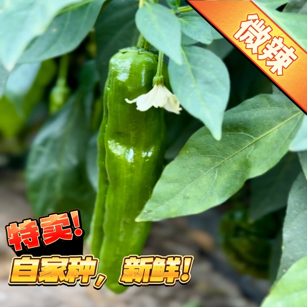 【新鲜青椒】安徽芜湖农家自种青椒青辣椒微辣现摘现发新鲜辣椒