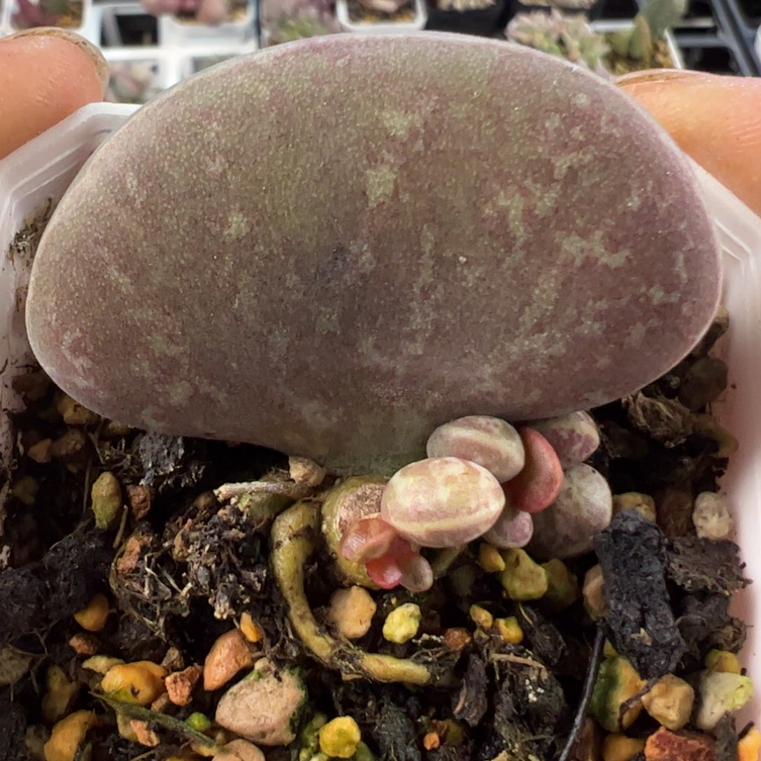 满斑花蛋5.2厘米母叶下过叶