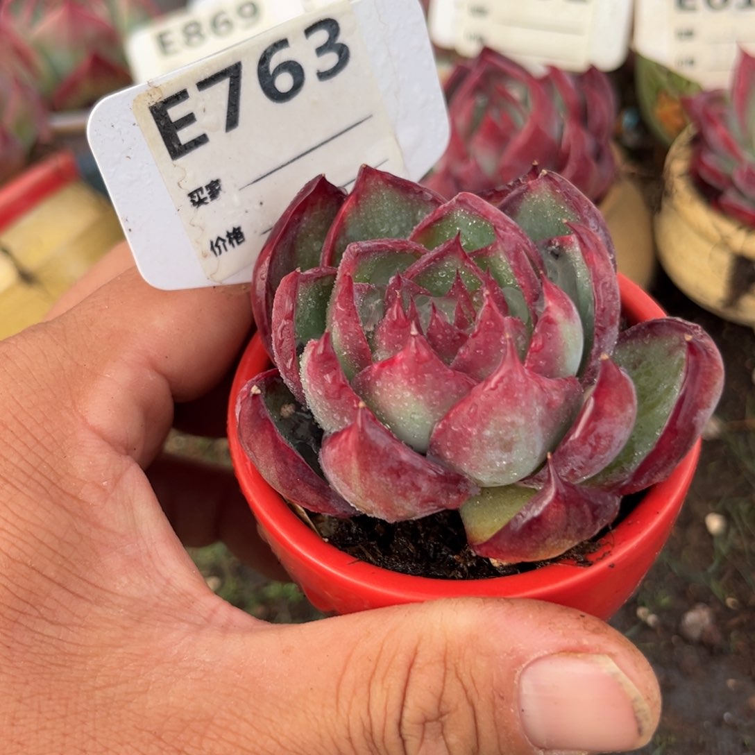 惊鸿一瞥763号多肉