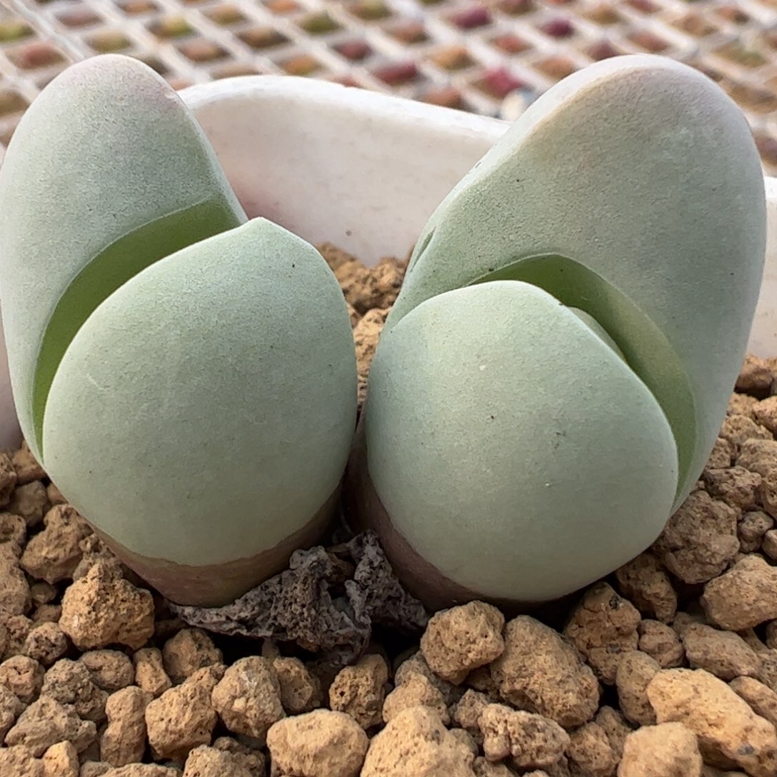 白魔母本带盆发多肉