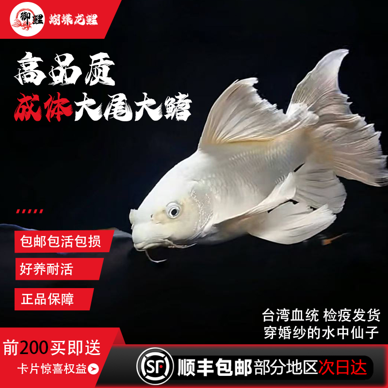 精选白蝴蝶鲤鱼普身大鳍大尾淡水冷水活体鱼好养耐活