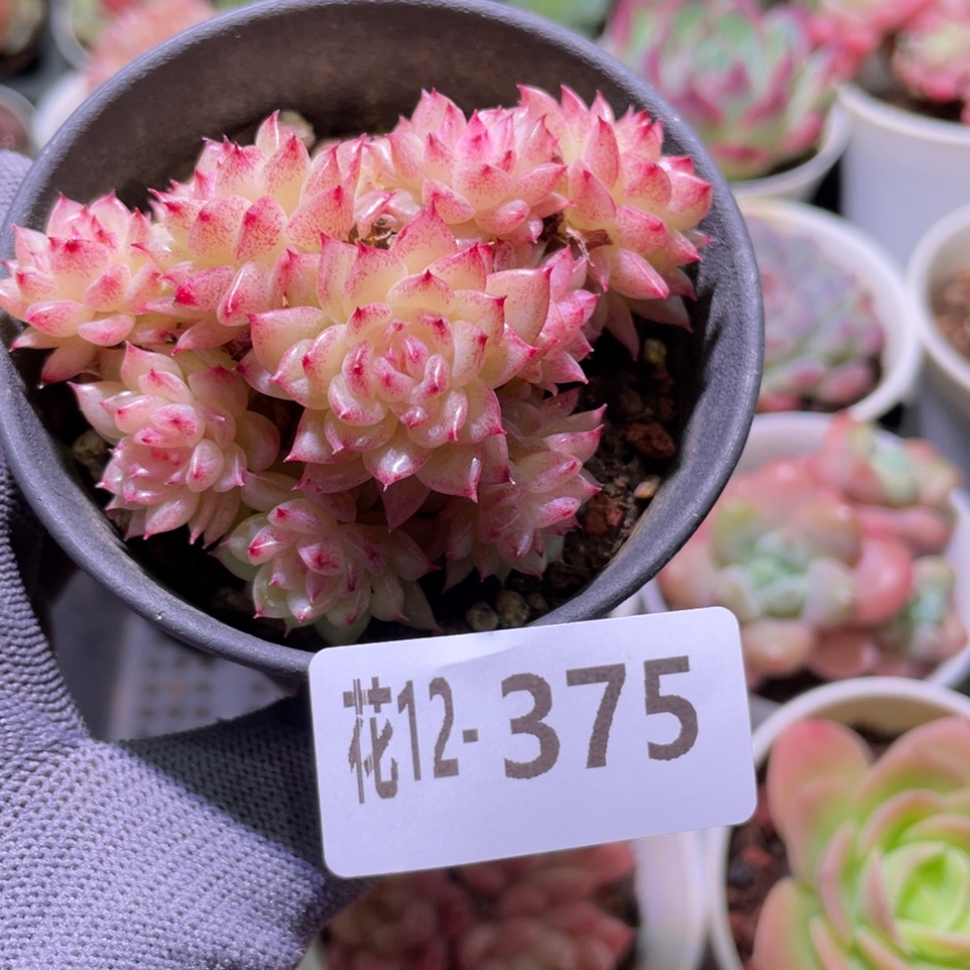 花利美12-375麦秆群