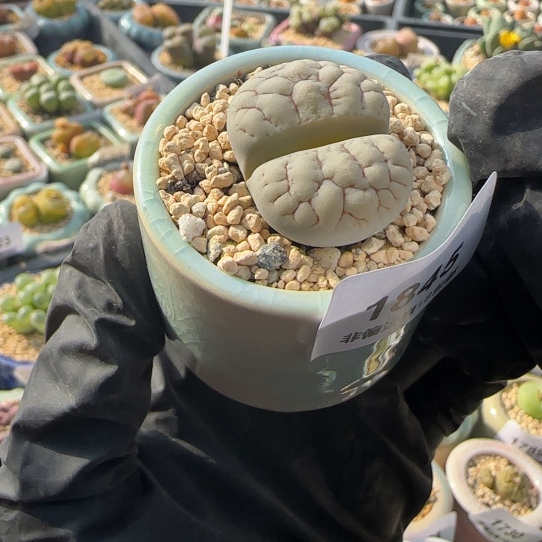 1845/-一物一拍 带盆