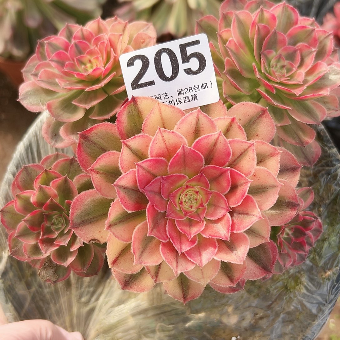海神205多肉植物多肉植物