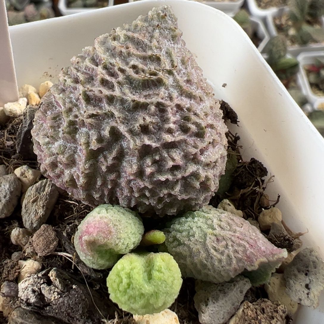 巨猪宝大苗多肉植物水泡