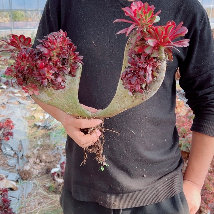 丽娜醉话47号多肉法师