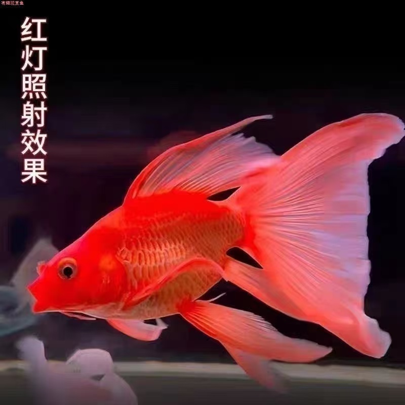 红蝶红短身体大鳍大尾蝴蝶鲤鱼冷水观赏鱼活体好养飘逸