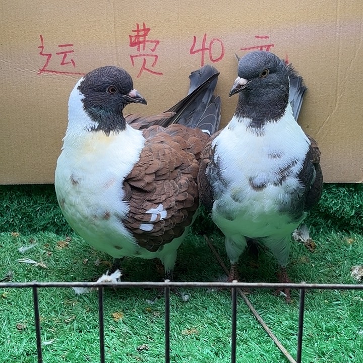 2中国大陆散装摩登一对