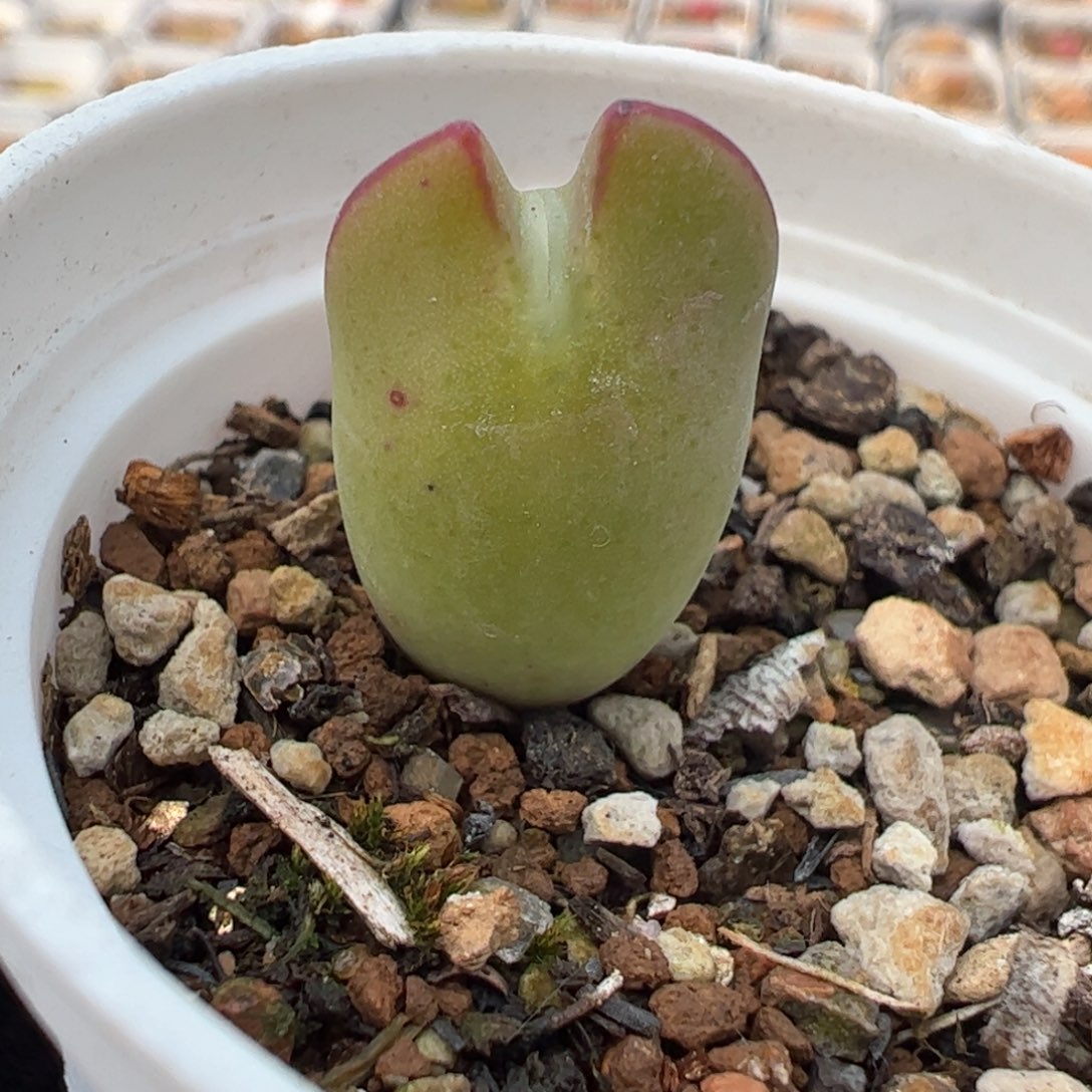1852多肉植物百科