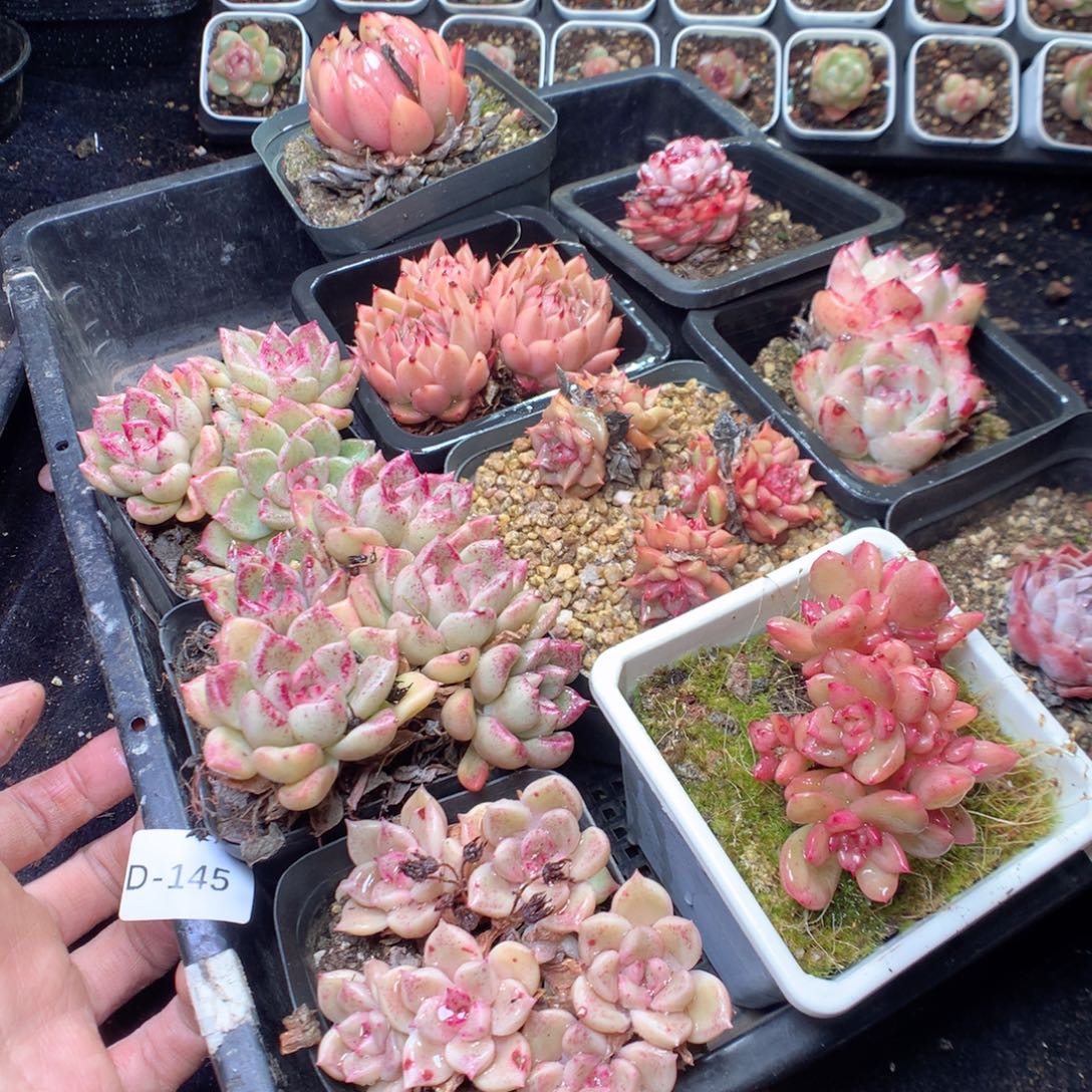 无花朵D145 yyyyyyyyyy