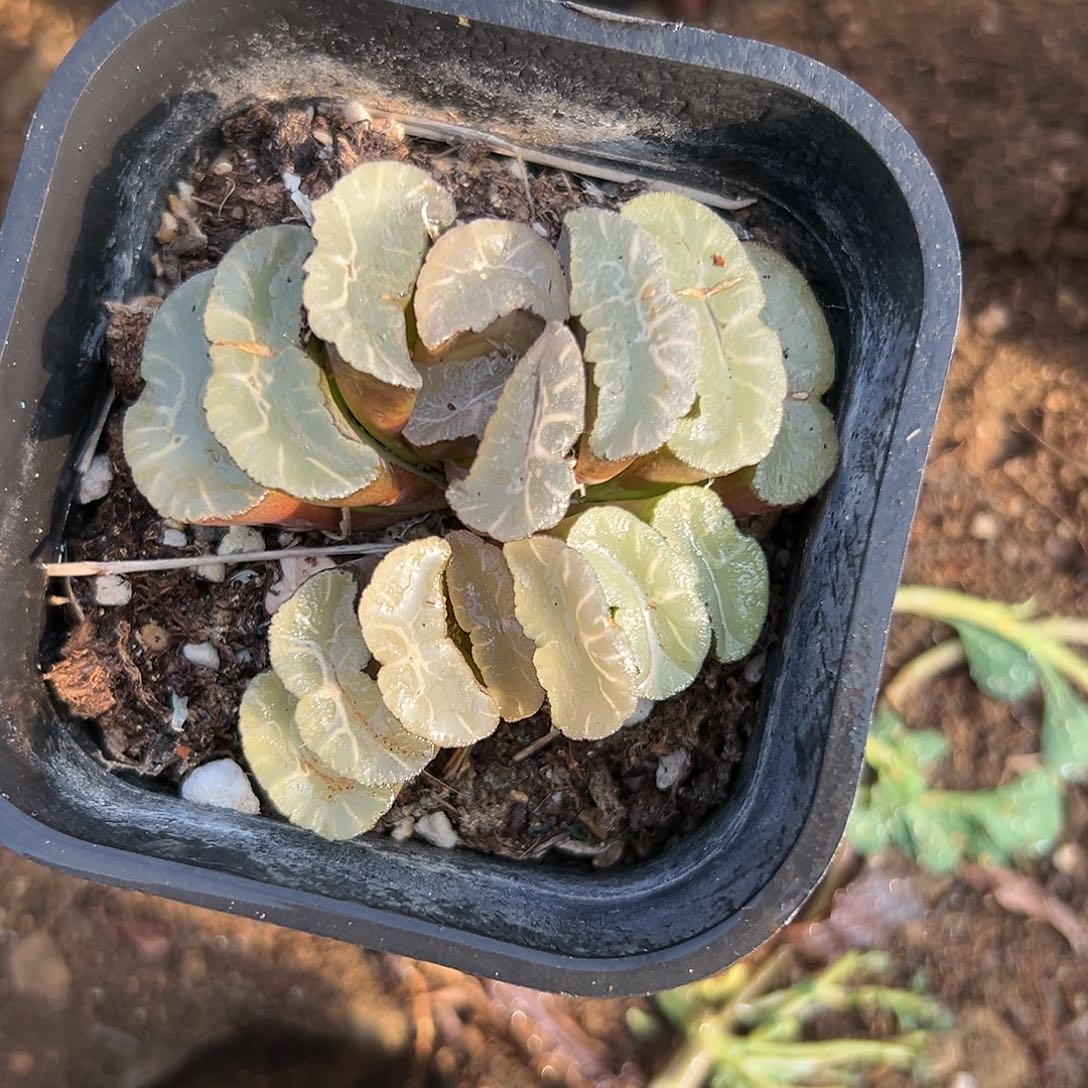 多肉植物多肉植物