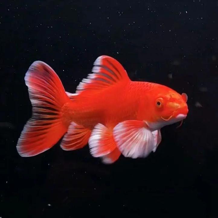 一物一拍，精品蝴蝶鲤，渔场直销