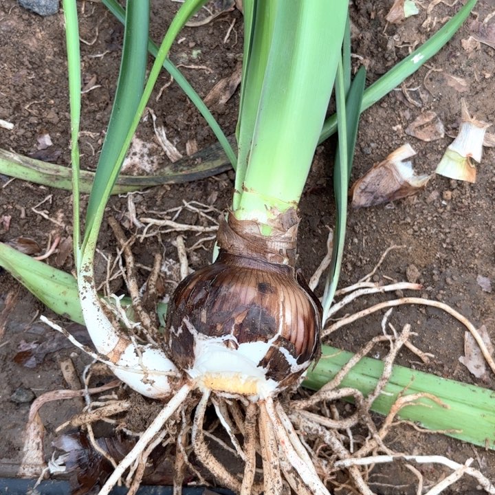 无花朵安吉拉有伤福利包对版不包养护