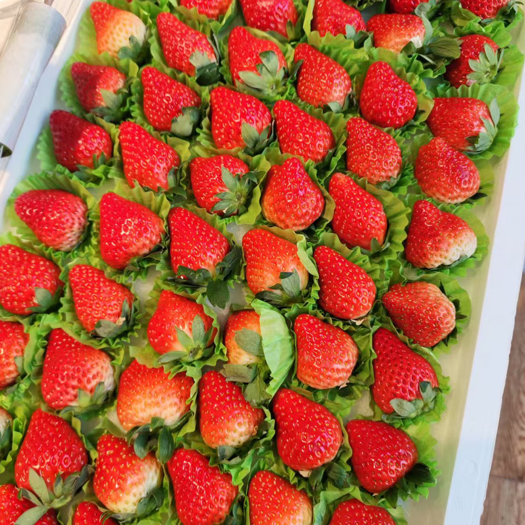 丹东久久香莓7*11一板（毛重3斤左右）辽宁省