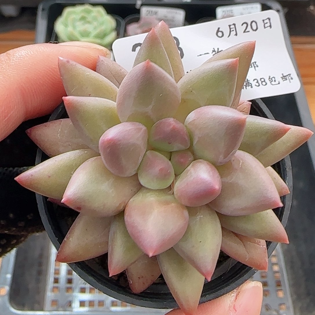 0620-208红蜻蜓红蜻蜓