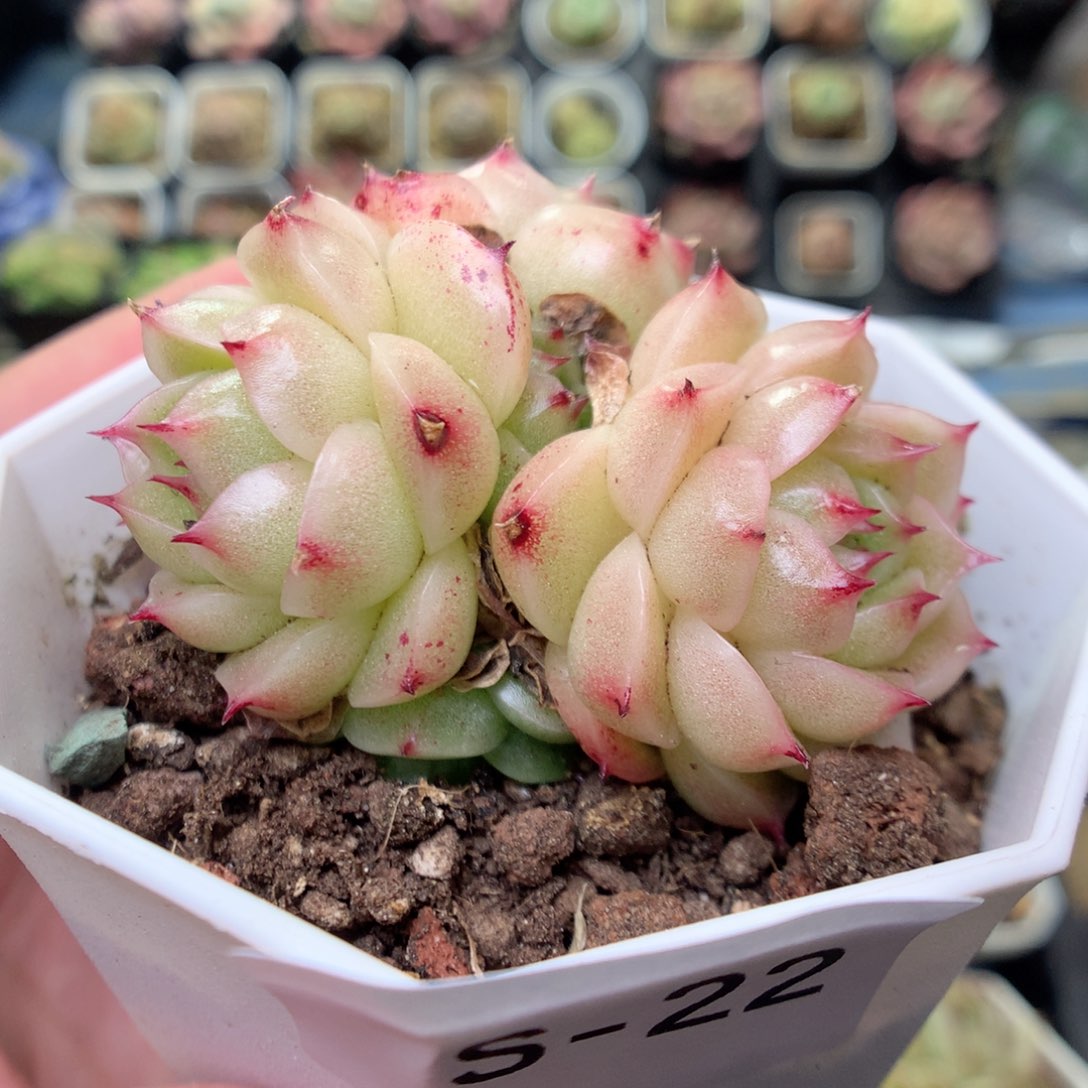 S22 ，20包邮两天凑单偏远不发货 