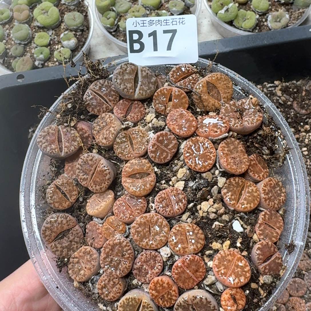 B17。  多肉植物一盒