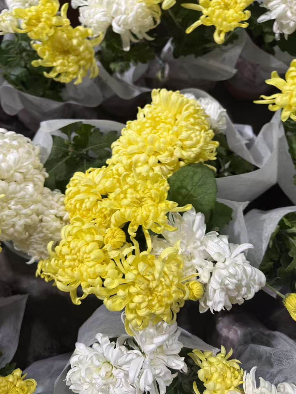 黄白龙爪带原土优质绿植适合室内外种植好养易活