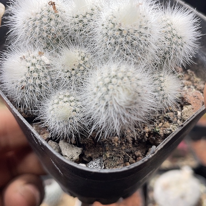 白小丁群一盆发货包邮