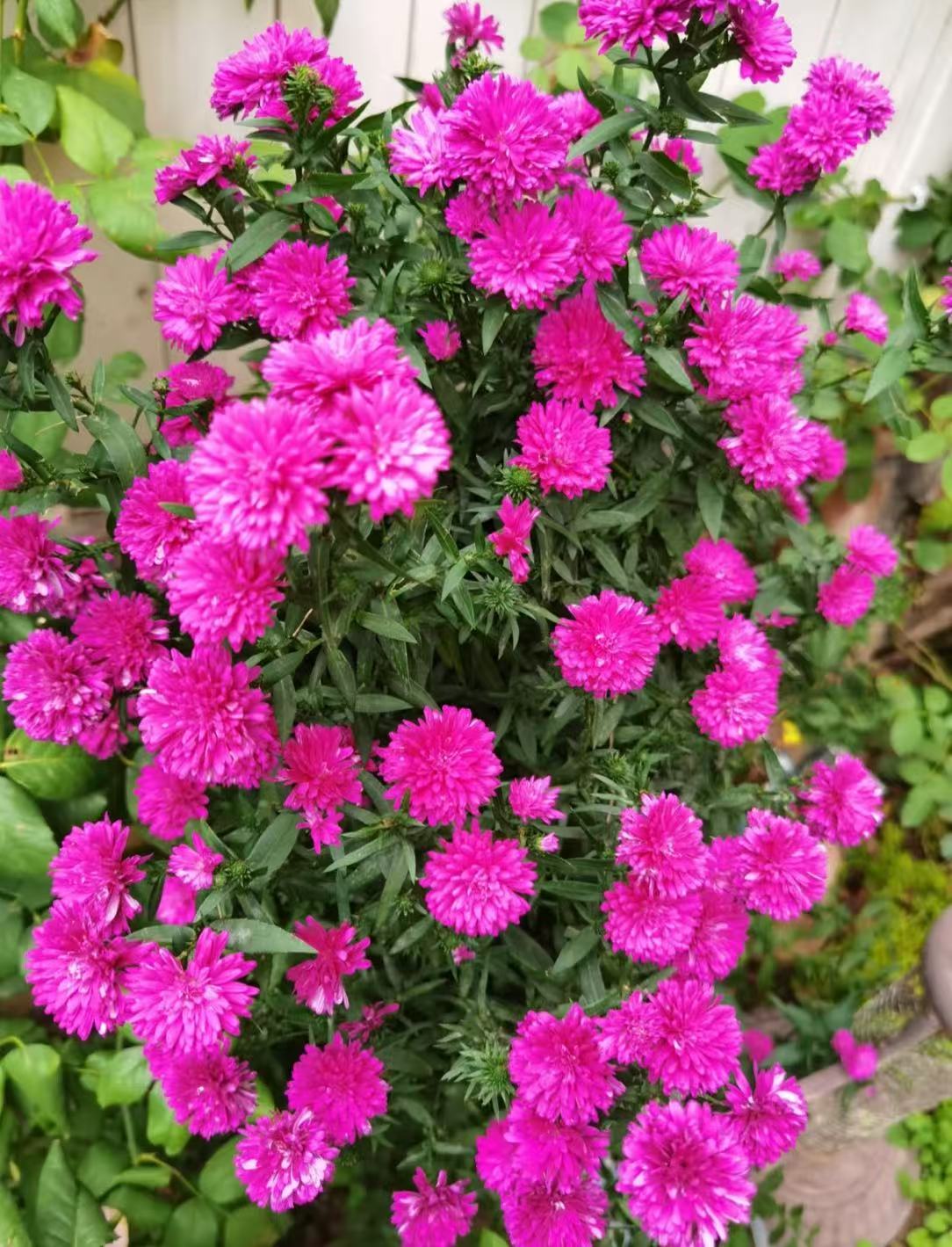 【紫苑】夏日限定鲜花紫苑 送礼 日常养花质感云南鲜花基地直发