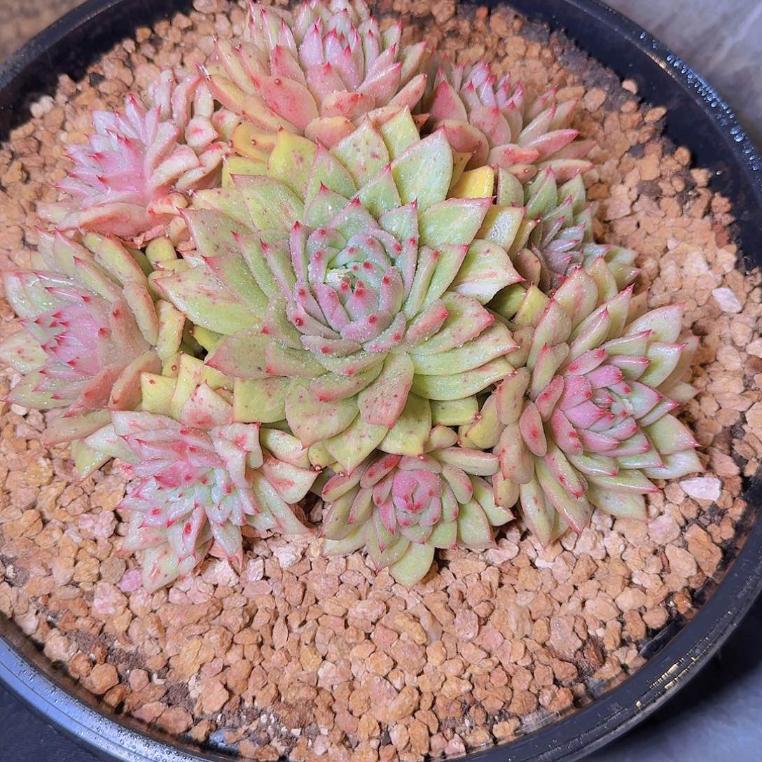 15127凸起玛丽亚多肉植物