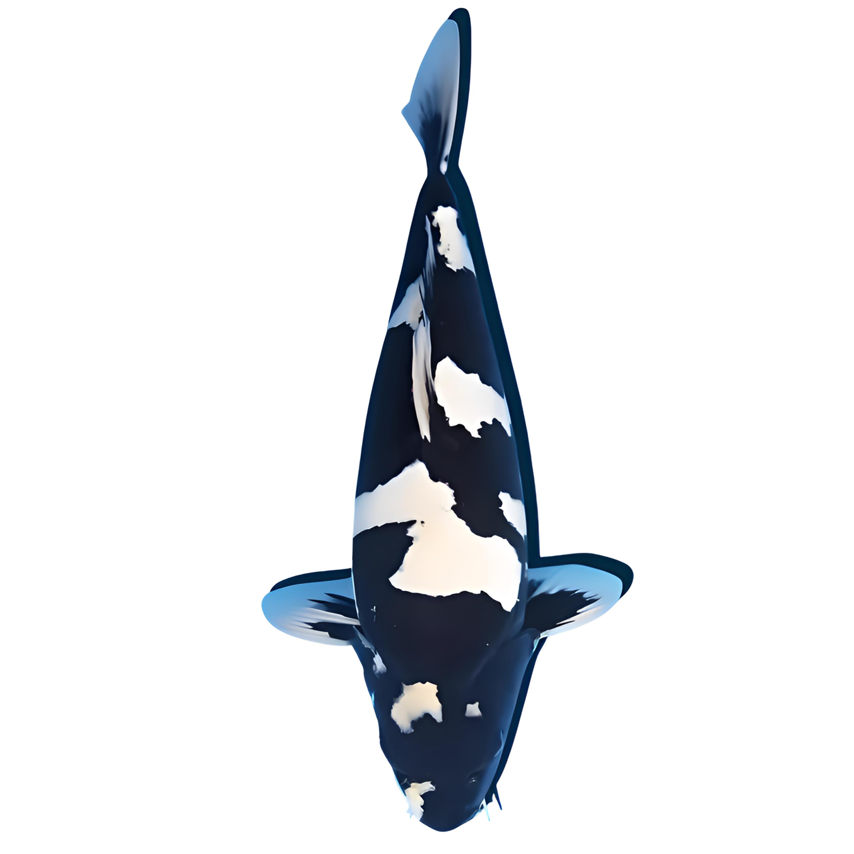 「鱼泡泡」留养级血统锦鲤鱼苗