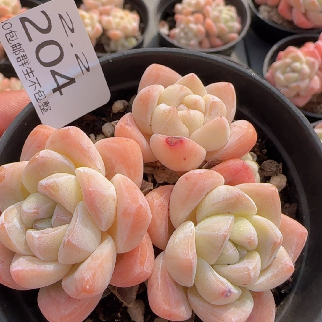 三头趴地老桩冰玉