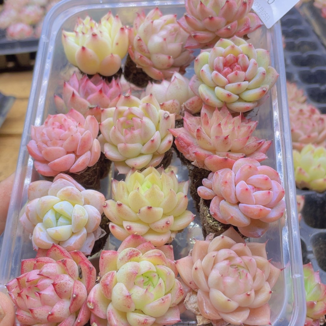 开心快乐幸福060