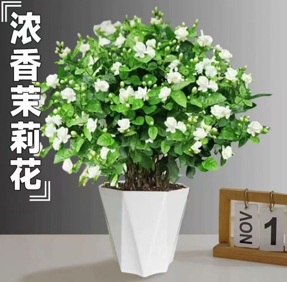 茉莉花盆栽四季开花重瓣浓香型室内室外阳台庭院好养高35左右