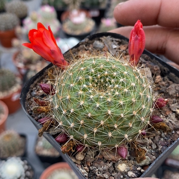 【闪购商品】琉璃鸟宝山