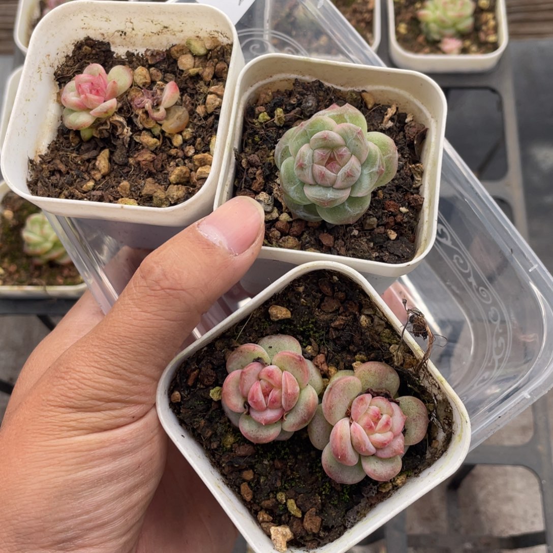 云糖心多肉植物494