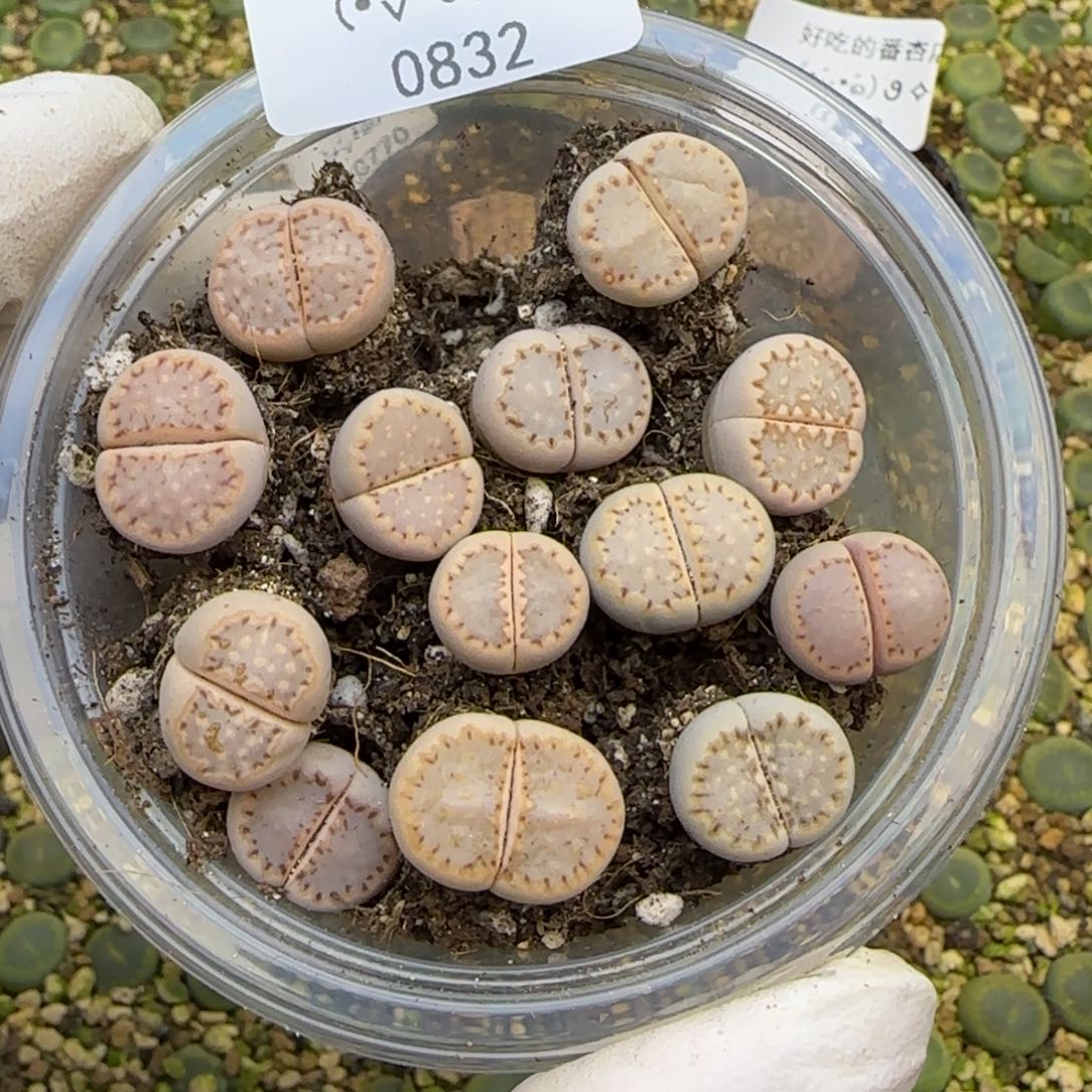 苏***一0832。默认脱土。18包邮。偏远88包邮