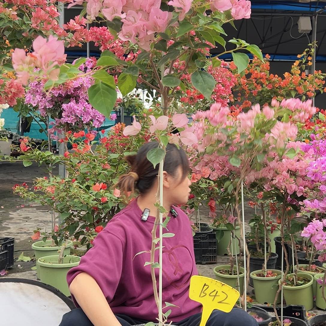 白***天大部分花苞少量开放B42暗斑丽人