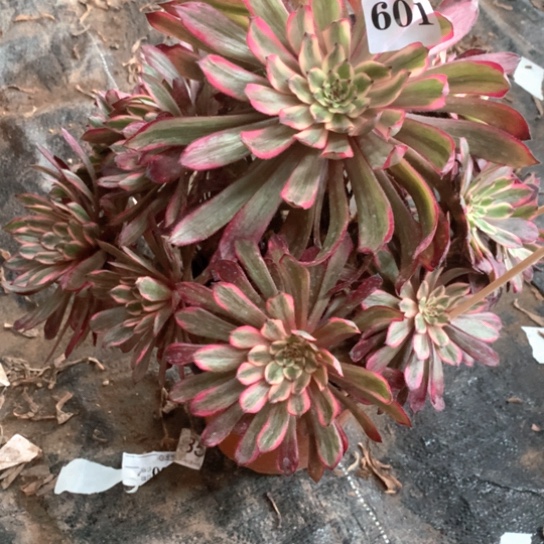 多肉植物仙子601