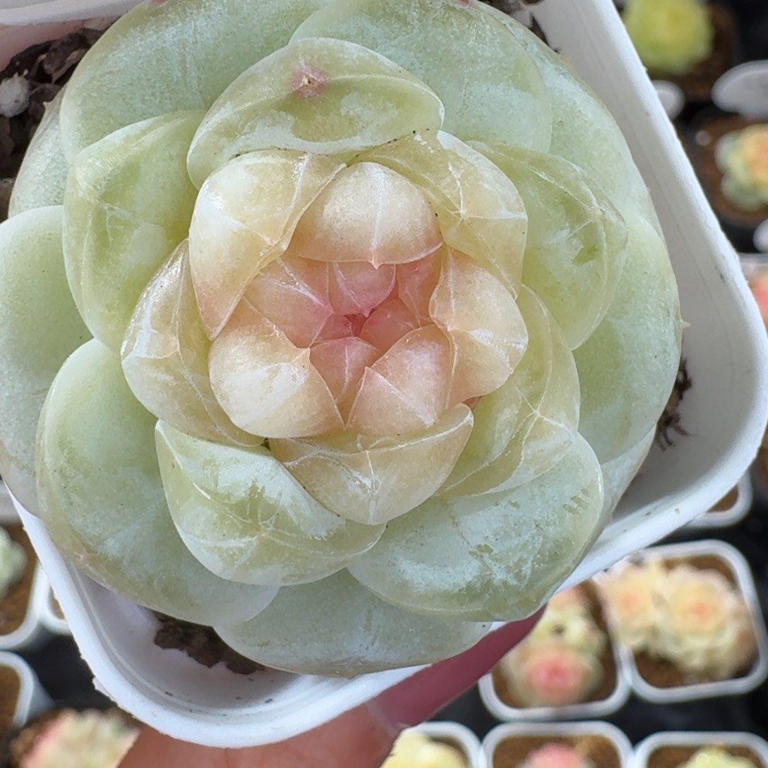刘***王1230-108-荷包蛋单头一颗