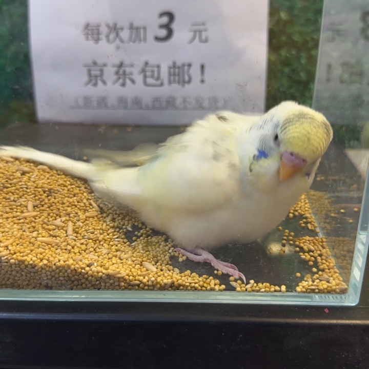 虎皮鹦鹉大头虎皮鹦鹉
