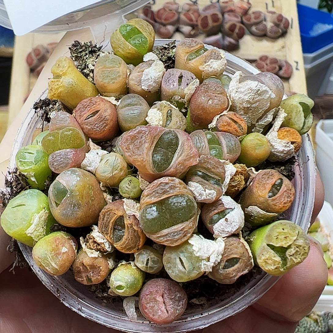 风铃混合一碗326006