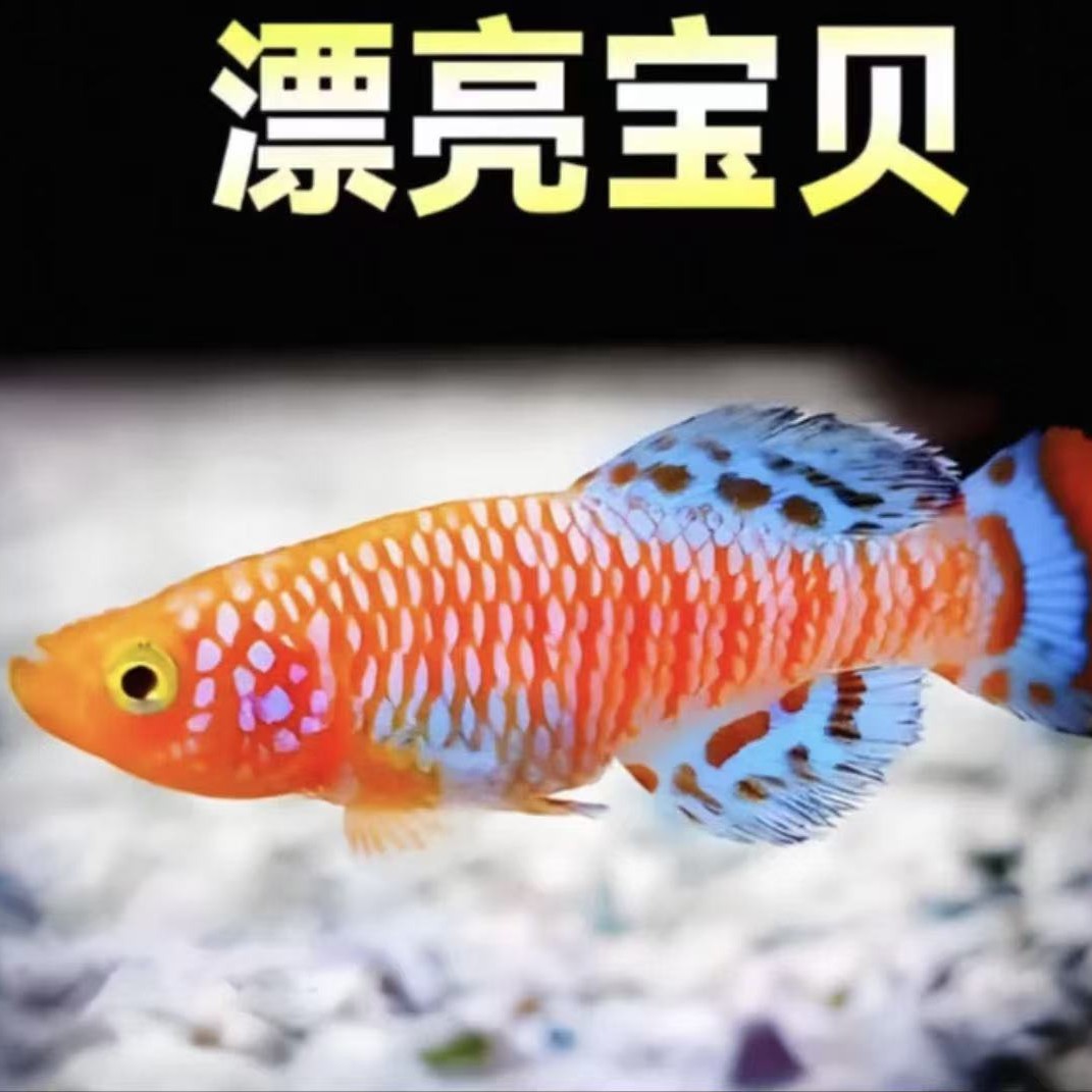 漂亮宝贝热带淡水观赏鱼好养耐活小型鳉科鱼鱼观赏鱼观赏水宠紫红