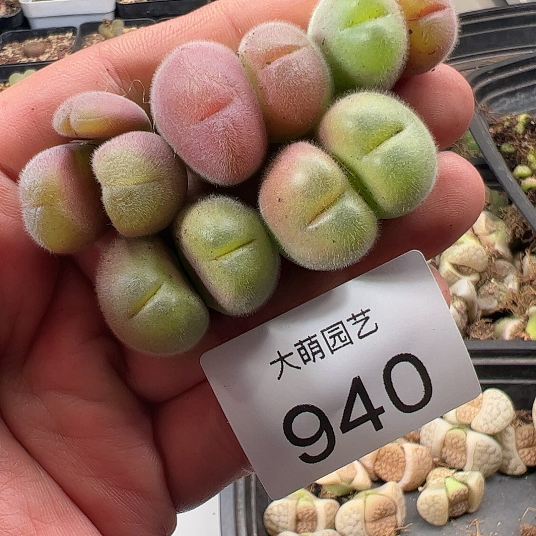 一物一拍。       940