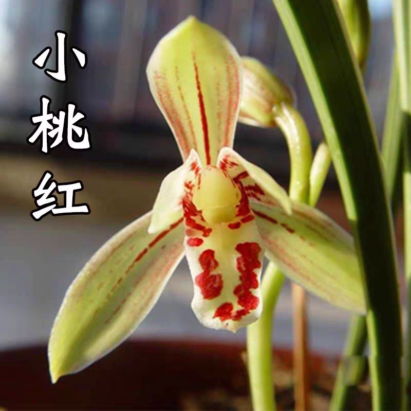 建兰小桃红浓香型好养易活
