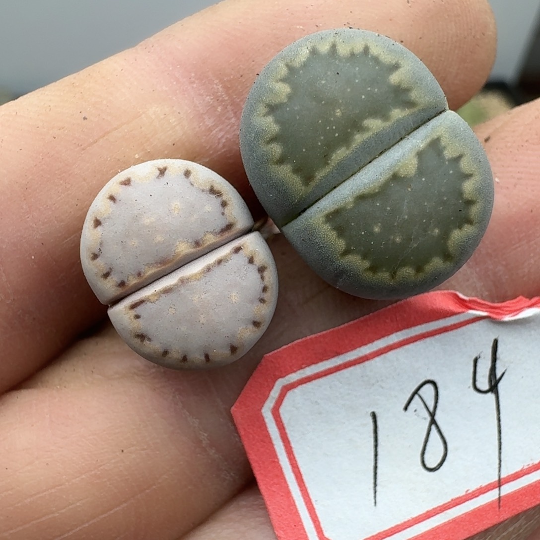 184多肉就好哈哈哈哈哈哈