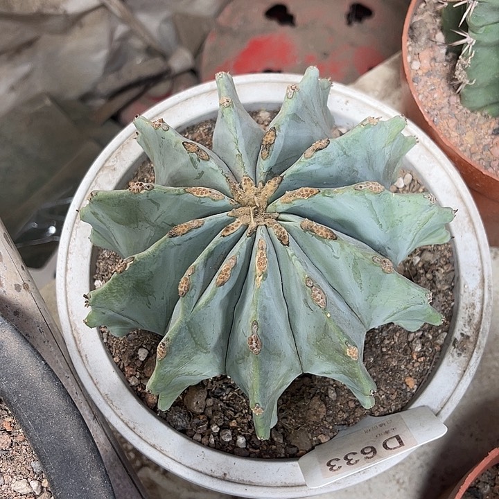 仙人球开花仙人球上