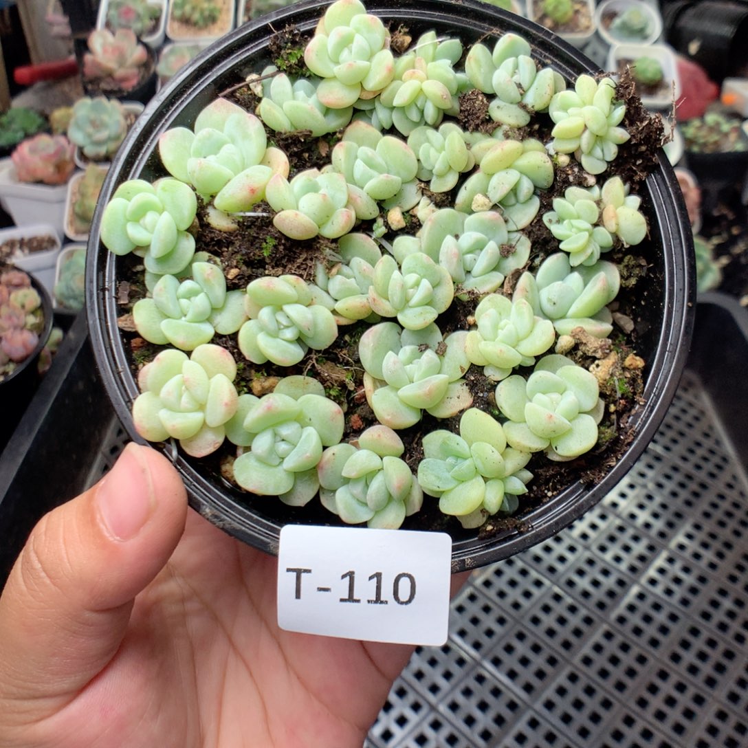 无花朵T110英语英语