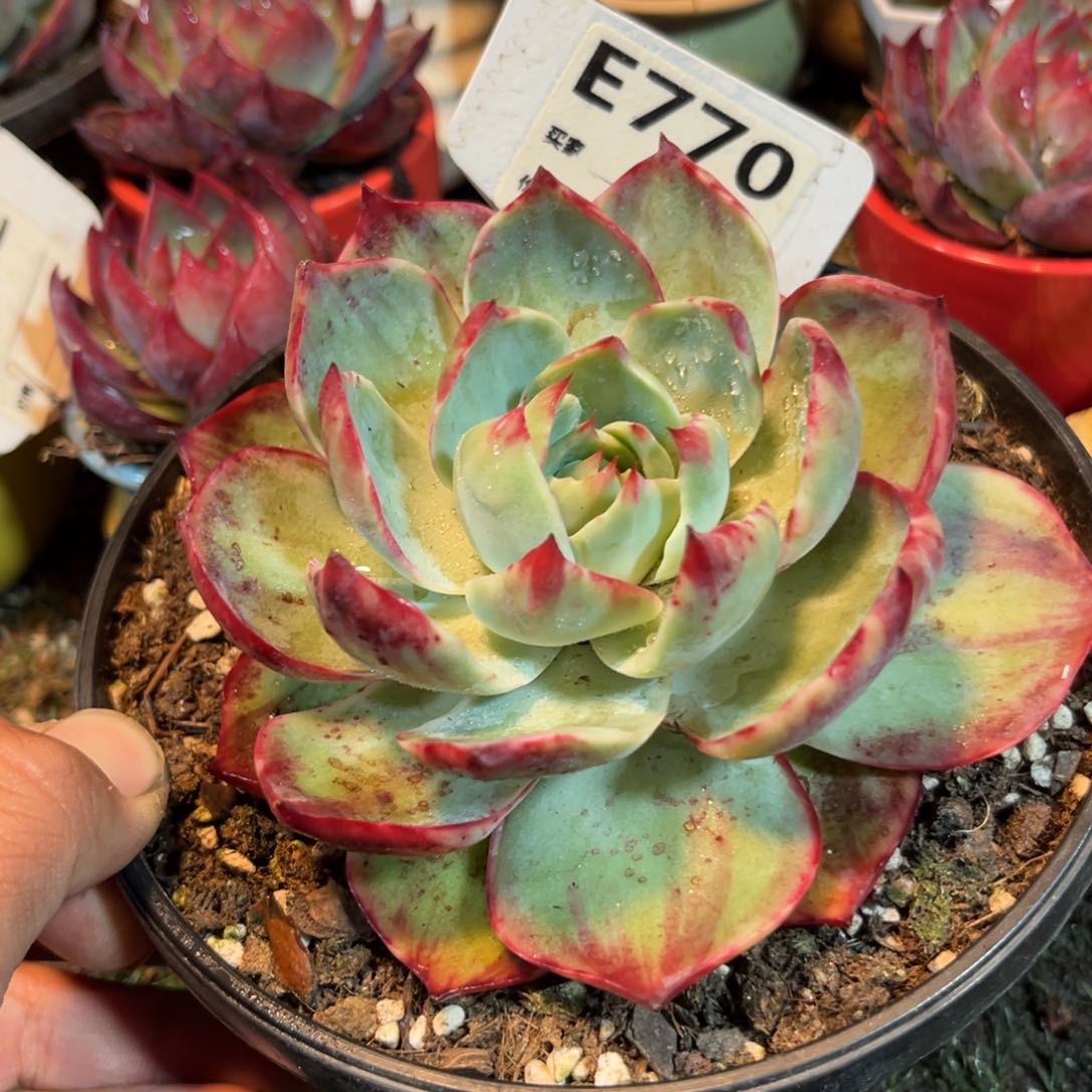 龍****我惊鸿一瞥770号多肉