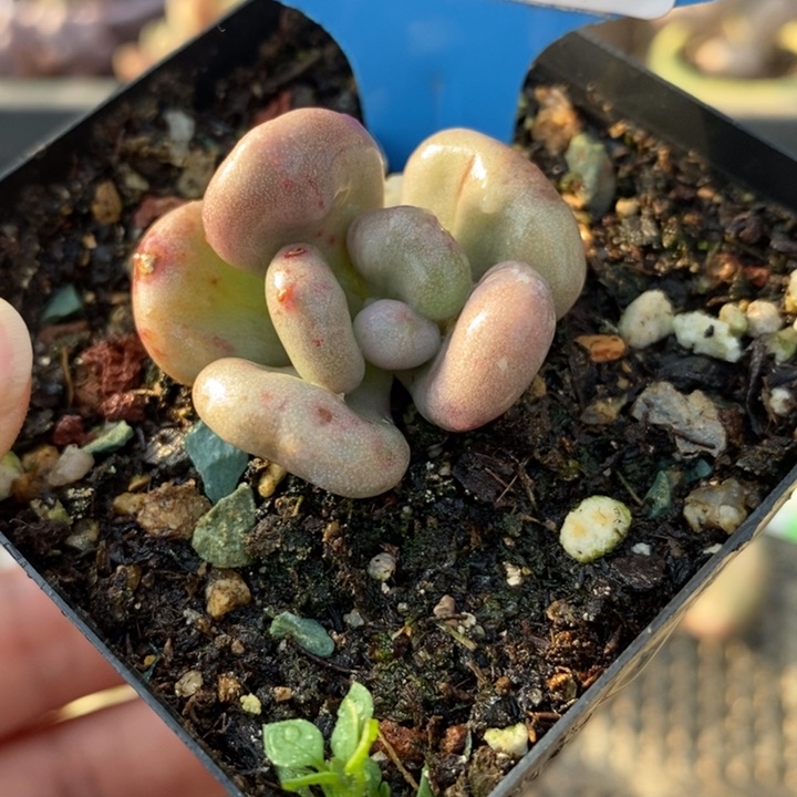 476油煎丸子锦啊啊啊多肉植物