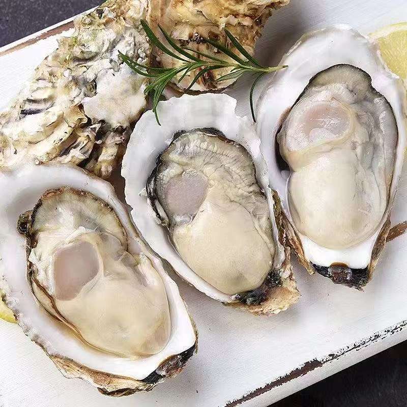 鲜 丹东东港本地生蚝 单只4两以上  五斤装 少量吐水掉秤
