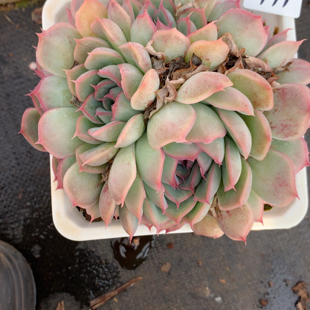 1997杂交多肉老桩