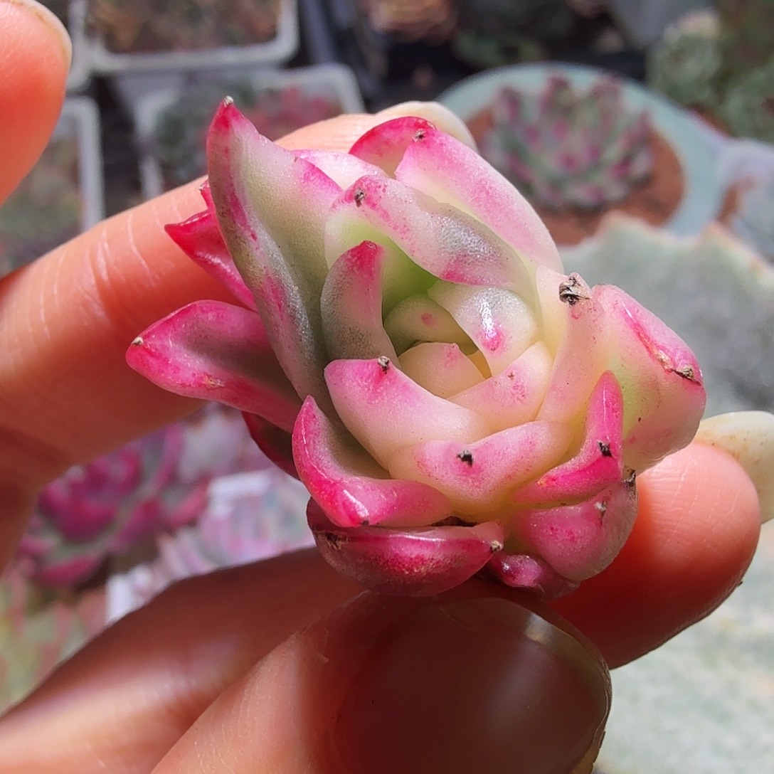 东云锦，半覆轮，砍头